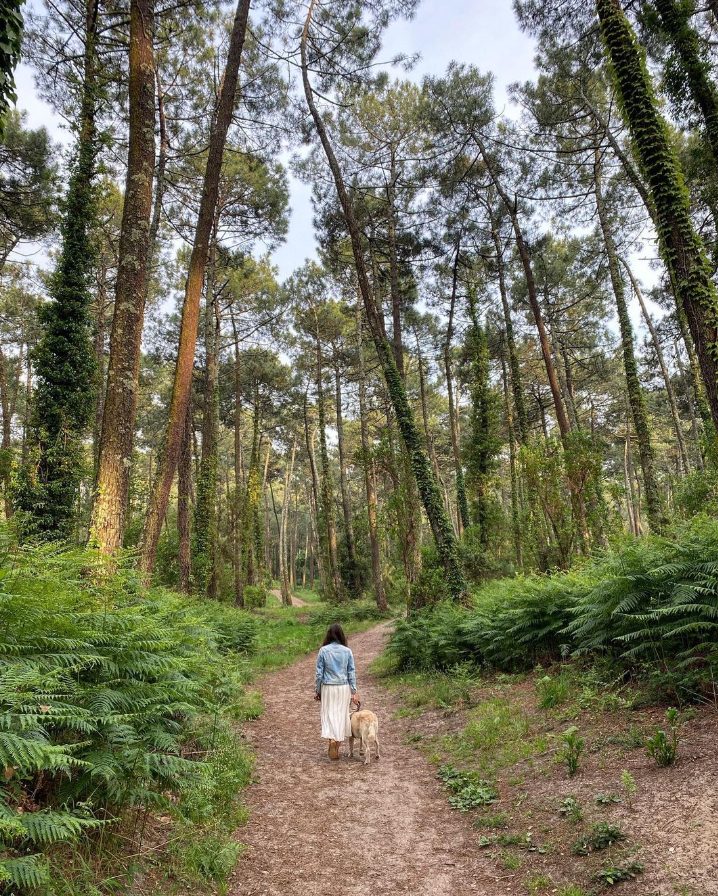 forest walk